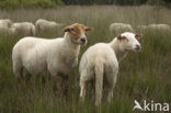 sheep (Ovis domesticus)