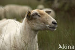 sheep (Ovis domesticus)