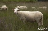 sheep (Ovis domesticus)