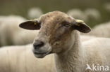 sheep (Ovis domesticus)