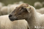 sheep (Ovis domesticus)