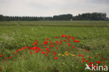 Klaproos (Papaver spec.)