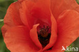 Poppy (Papaver spec.)