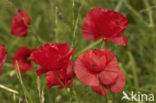Klaproos (Papaver spec.)