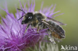 Klaverbehangersbij (Megachile ligniseca) 