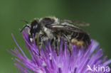 Wood-Carving Leaf-Cutter Bee (Megachile ligniseca)