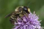 Klaverbehangersbij (Megachile ligniseca) 