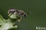 Kleigroefbij (Lasioglossum pauxillum)