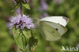 Klein koolwitje (Pieris rapae)