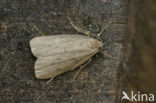 Small Dotted Footman (Pelosia obtusa)