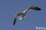 Lesser Black-backed Gull (Larus fuscus)