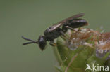 Kleine spitstandbloedbij (Sphecodes longulus)