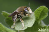 Kleine wolbij (Anthidium punctatum) 