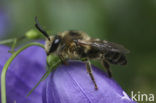 Melitta haemorrhoidalis