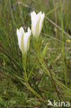 Klokjesgentiaan (Gentiana pneumonanthe) 