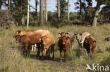 Cow (Bos domesticus)