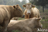 Koe (Bos domesticus)