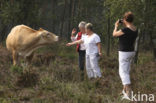 Koe (Bos domesticus)