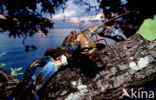 Coconut Crab (Birgus latro)