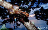 Coconut Crab (Birgus latro)