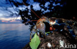 Coconut Crab (Birgus latro)