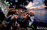 Coconut Crab (Birgus latro)