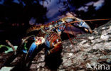 Coconut Crab (Birgus latro)
