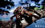 Coconut Crab (Birgus latro)
