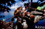 Coconut Crab (Birgus latro)