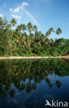 Coconut Palm (Cocos nucifera)