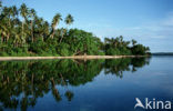 Coconut Palm (Cocos nucifera)