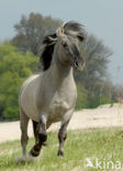 Konik horse (Equus spp)