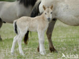 Konik horse (Equus spp)