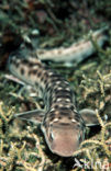 coral catshark (Atelomycterus marmoratus) 