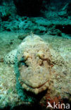 Crocodilefish (Papilloculiceps spec)