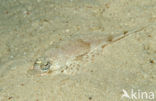 Longsnout flathead (Thysanophrys chiltonae)