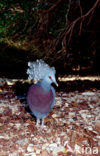 Western Crowned-Pigeon (Goura cristata) 