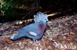 Western Crowned-Pigeon (Goura cristata) 