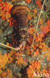 Blue-spot Rock Lobster (Panulirus femoristriga)