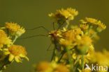 cranefly (Tipula oleracea)