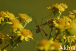 cranefly (Tipula oleracea)