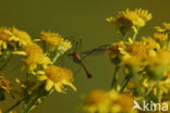 Langpootmug (Tipula oleracea)