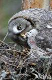 Laplanduil (Strix nebulosa)