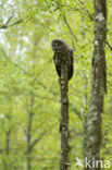 Laplanduil (Strix nebulosa)