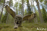 Great Grey Owl (Strix nebulosa)