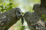 Laplanduil (Strix nebulosa)