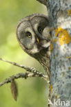 Laplanduil (Strix nebulosa)