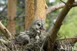 Great Grey Owl (Strix nebulosa)