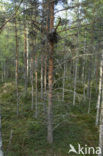 Great Grey Owl (Strix nebulosa)