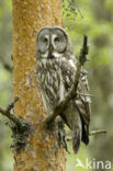 Great Grey Owl (Strix nebulosa)